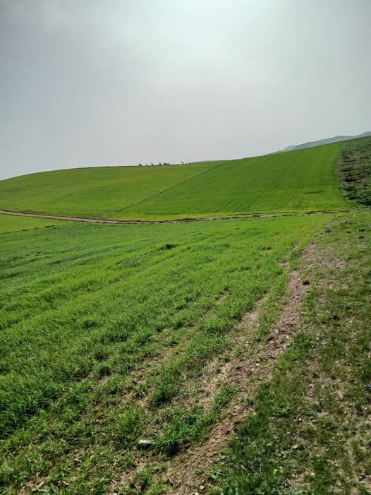 أرض فلاحية للبيع بمساحة 10 هكتار